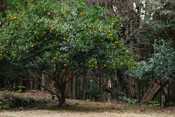 山の中のみかんの木