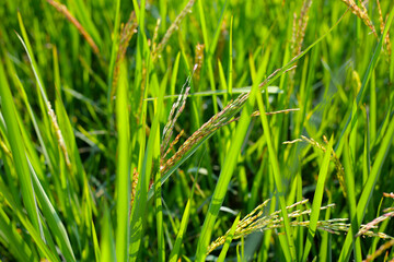 Rice plants in a field, green leaves with young grains of rice.