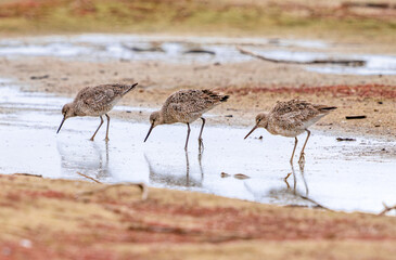 Three Willets foraging in unison along the flooded shoreline of Cherry Creek Reservoir in Colorado during their Spring Migration Season.