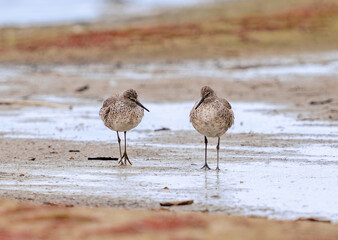 A frontal view of two Willet birds approaching on a sandy lakeside beach.