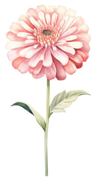 Fototapeta PNG Watercolor zinnia flower dahlia petal plant.