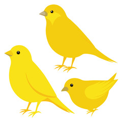 Canary birds set shilhotee vector isolated on white background
