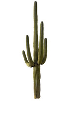 Isolated Cactus Illustration On Transparent Background Digital Artwork Design