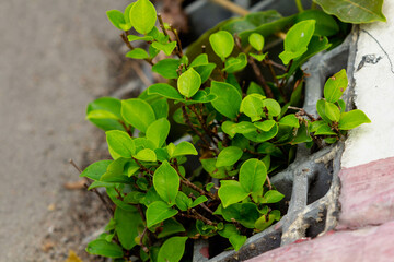 green plant growing in the ground