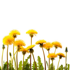 Dandelion flowers line isolated on white (*Taraxacum officinale*), clipping path --v 7.0