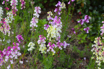 Antirrhinum or snapdragon in garden
