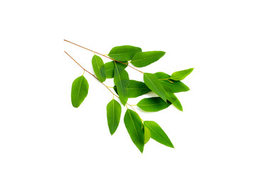 Eucalyptus leaves on white background.