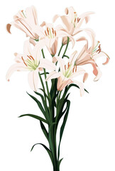 PNG Madonna lily bouquet flower plant amaryllidaceae.