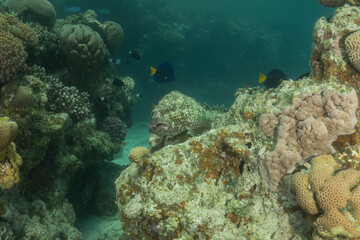 Fish swimming in the Red Sea, colorful fish, Eilat Israel
