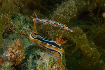 Nudibranch Sea Slug in the Red Sea Colorful and beautiful, Eilat Israel
