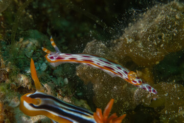 Nudibranch Sea Slug in the Red Sea Colorful and beautiful, Eilat Israel
