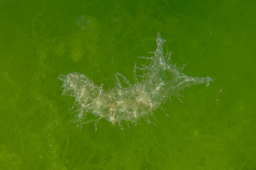 Nudibranch Sea Slug in the Red Sea Colorful and beautiful, Eilat Israel
