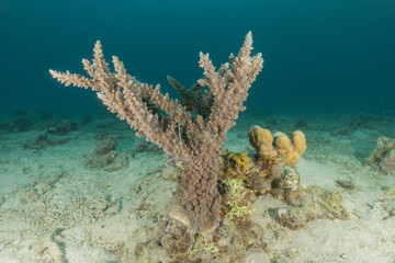 Coral reef and water plants in the Red Sea, Eilat Israel
