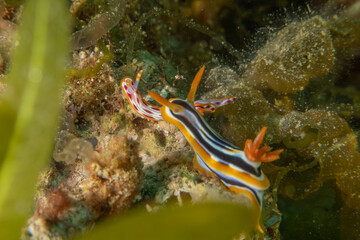 Nudibranch Sea Slug in the Red Sea Colorful and beautiful, Eilat Israel
