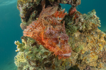 Fish swimming in the Red Sea, colorful fish, Eilat Israel
