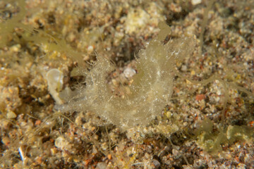 Nudibranch Sea Slug in the Red Sea Colorful and beautiful, Eilat Israel

