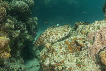 Fish swimming in the Red Sea, colorful fish, Eilat Israel
