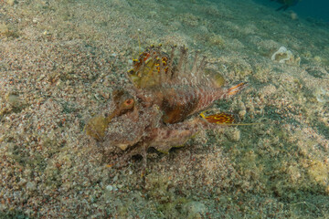 Fish swimming in the Red Sea, colorful fish, Eilat Israel
