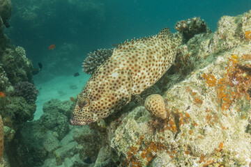 Fish swimming in the Red Sea, colorful fish, Eilat Israel
