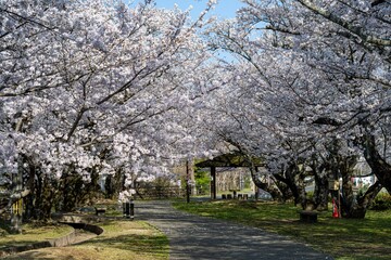 Naklejka premium 中津市大貞の桜