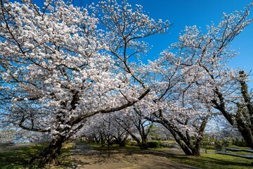 中津市大貞の桜