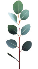 Isolated Eucalyptus Leaf Illustration with Green Foliage Stem Details Photo