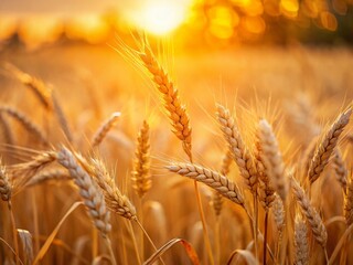 Fototapeta premium Minimalist Wheat Field Photography: Golden Espigas at Sunset