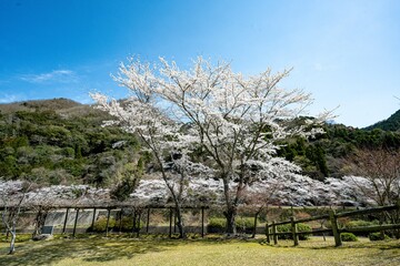 渓石園の桜