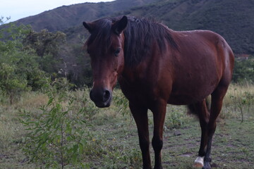 Obraz premium Horses in a pasture in rural Canada. Chestnut horse in a summer field. Green pastures of a horse farm. Farming and horse care. Brown horse standing in green grass.