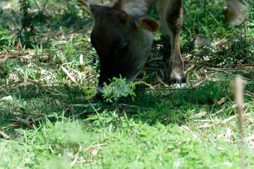 Cows eating cannabis