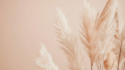 Delicate pampas grass in pastel tones, boho aesthetic with organic shapes - natural elegance and serene minimalism
