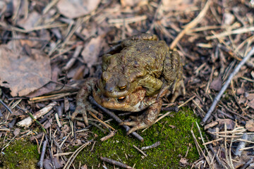 Two frogs mate in the forest