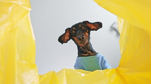 A dachshund dog wearing a blue shirt looks through a crumpled yellow plastic bag down at the camera, ears pricked and expression curious. A puppy is looking for something tasty in the trash can
