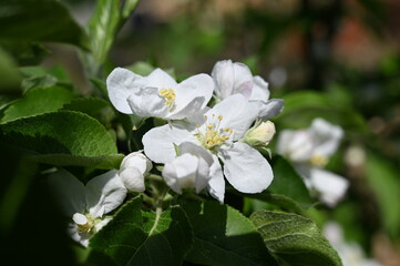 White apple blossom