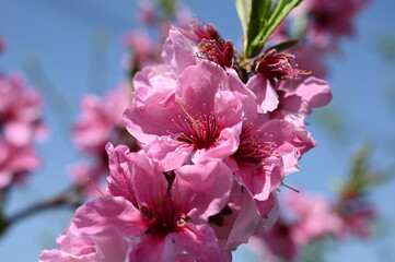 Pink peach blossoms