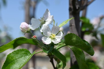 White apple blossom