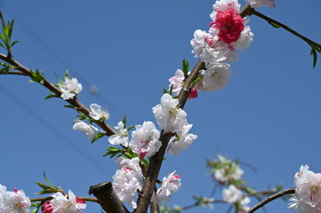 Pink peach blossoms