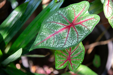 red and green leaf in garden