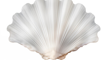 White Scallop Shell Closeup Seashell Texture Ocean Theme Natural Background