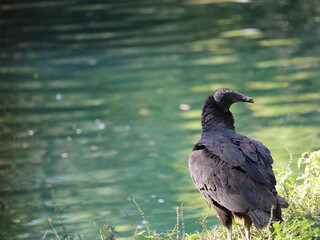 Vulture in Front of Water