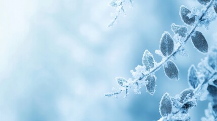 Fototapeta premium Frozen winter branches, delicate leaves frosted with ice.