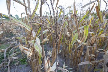 East Sumba – 04. 21. 2025 – Harvest time is always eagerly awaited by farmers; the effort of...