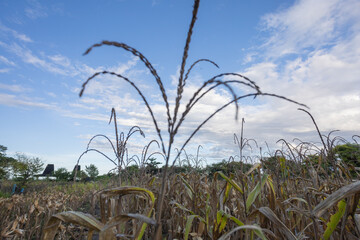 East Sumba – 04. 21. 2025 – Harvest time is always eagerly awaited by farmers; the effort of...