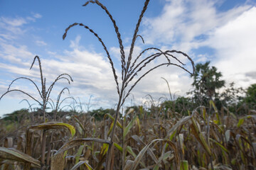 East Sumba – 04. 21. 2025 – Harvest time is always eagerly awaited by farmers; the effort of...