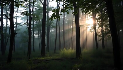 Obraz premium Ethereal Sunrise Illuminating a Mystical Forest Landscape with Fog and Beams