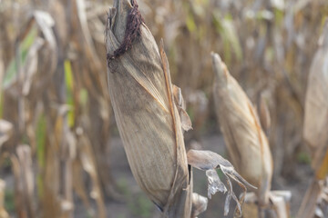 East Sumba – 04. 21. 2025 – Harvest time is always eagerly awaited by farmers; the effort of...