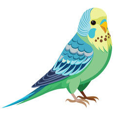 Budgerigar birds shilhotee vector isolated on white background