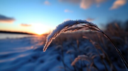 Obraz premium Winter Sunrise on Frozen Grass