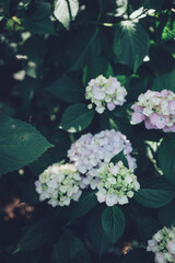 紫陽花の花