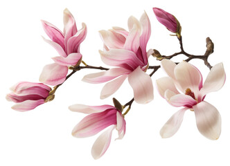 Obraz premium pink magnolia flowers on white background